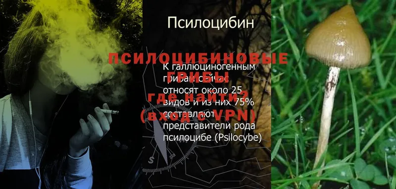 Галлюциногенные грибы Psilocybe  blacksprut   Красногорск 